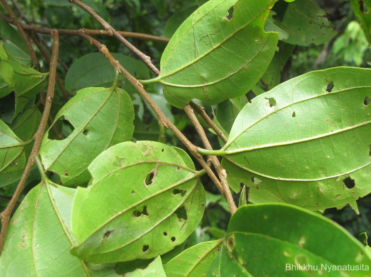 Celtis timorensis Span.